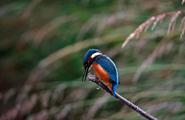 Junger Eisvogel, der rund um den See fischt