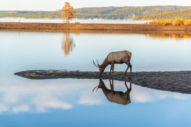 Foto junger elch spiegelt sich im see wider