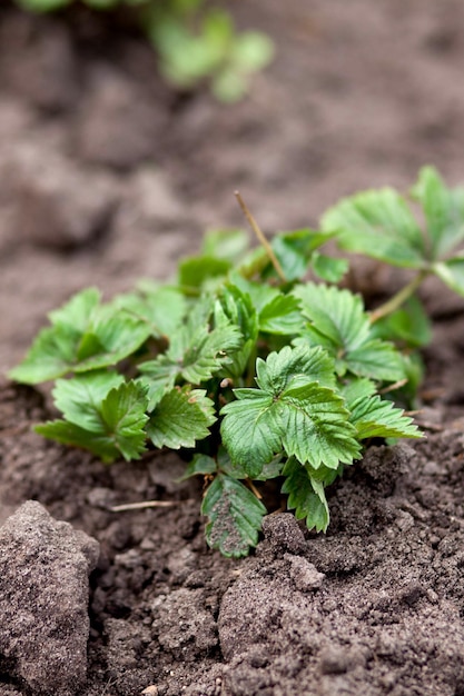 Junger Erdbeerbusch auf frisch gegrabenem Boden Draufsicht des Naturfotos