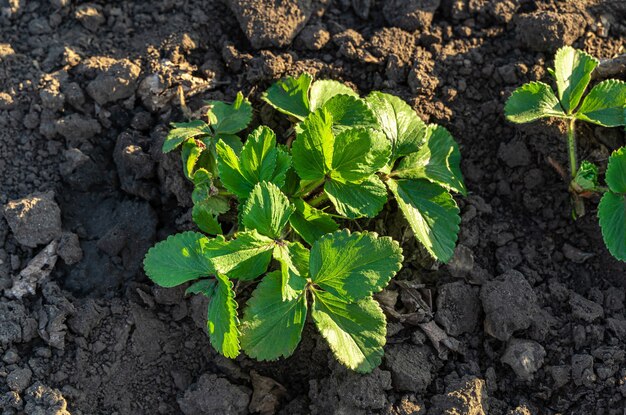 Junger Erdbeerbusch in der Sonnenlichtnahaufnahme. Ein Busch ohne Beeren.