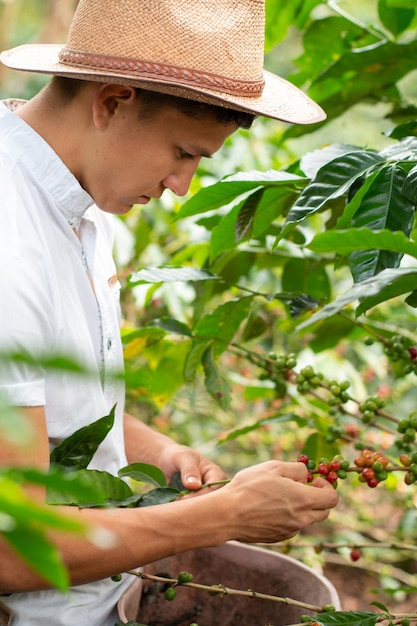 Junger Erwachsener, der Kaffeeballen erntet Junger Kaffeebauer bei der Arbeit Bauer mit Hut, der in der Sonne arbeitet