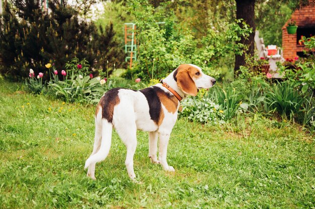 Junger estnischer Jagdhund vor dem Hintergrund von Gras und Blumen an einem sonnigen Tag.