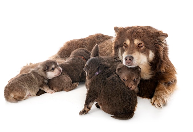 Junger finnischer Lapphund vor weißem Hintergrund