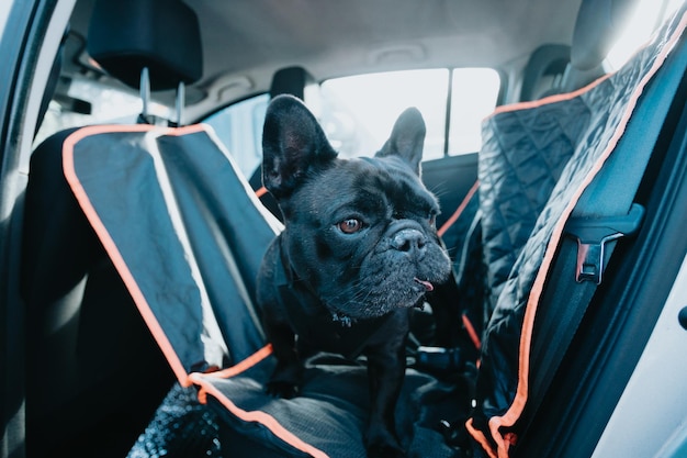 Junger französischer Bulldoggenhund auf dem Auto über einem Sitzbezug, der auf einen Spaziergang wartet und nach seinem Partner sucht