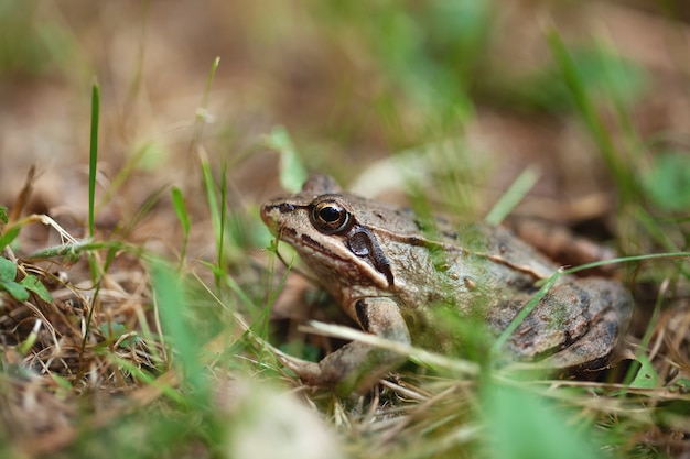 Junger Frosch, der sich im Gras versteckt