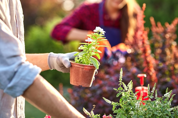 Junger Gärtner in Gartenhandschuhen hält einen Topf mit Sämlingen in der Hand und ein Mädchen schneidet an einem sonnigen Tag Pflanzen im wunderschönen Kindergarten. .