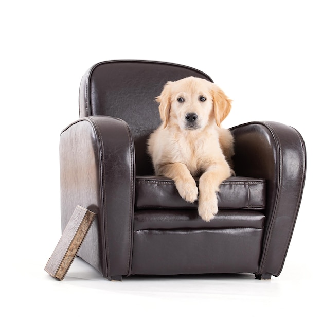 Junger Golden Retriever auf Sofa