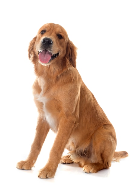 Junger golden retriever