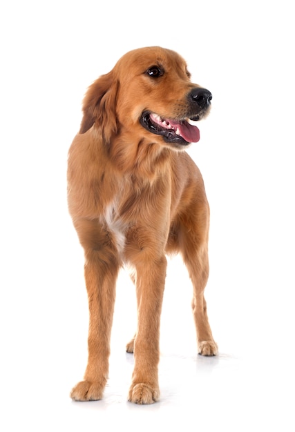 junger golden retriever