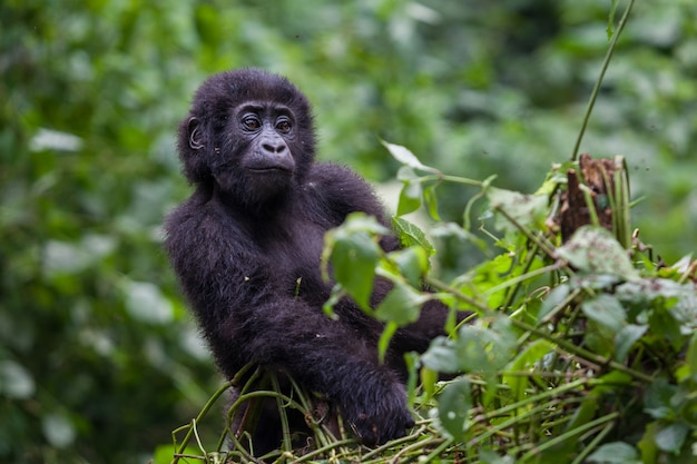 Junger Gorilla im Wildnis-Nationalpark Demokratische Republik Kongo