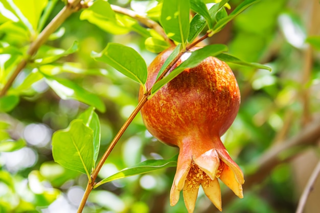 Junger Granatapfel auf einem Baum mit Blättern. Selektiver Fokus. Granatapfelbaum.Natur