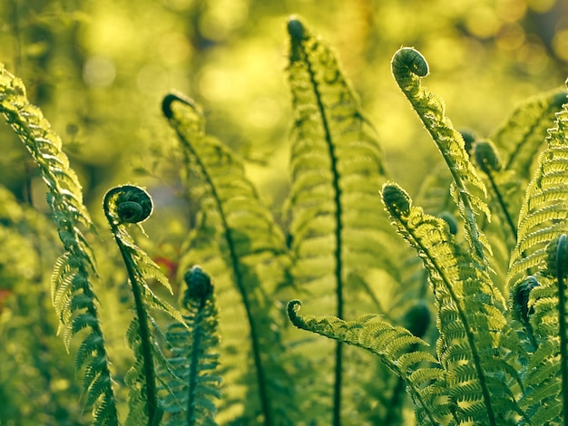 Junger grüner Farn im Wald.