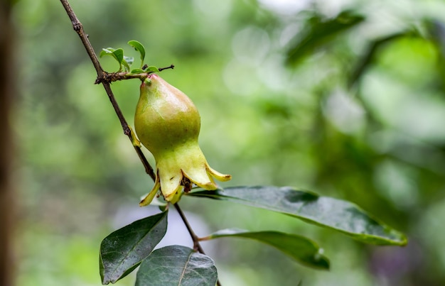 Junger grüner Granatapfel Nahaufnahme auf den Baum in einem Hausgarten