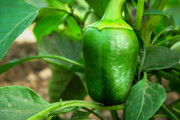 junger grüner Pfeffer wächst auf einem Pfefferstrauch in einem Gemüsegarten. anbau des pfefferkonzepts