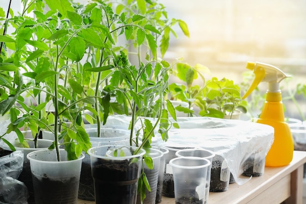 Junger grüner Tomatensämling in der Sämlingsschale auf der Fensterbank Effektives Wachstum