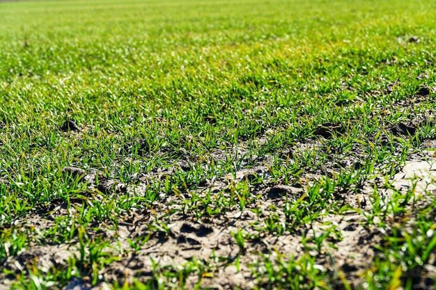 Junger grüner Weizen, der im Boden wächst Grünes Gras auf dem Feld