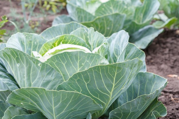 Junger Grünkohl im Garten Anbau von Gemüse