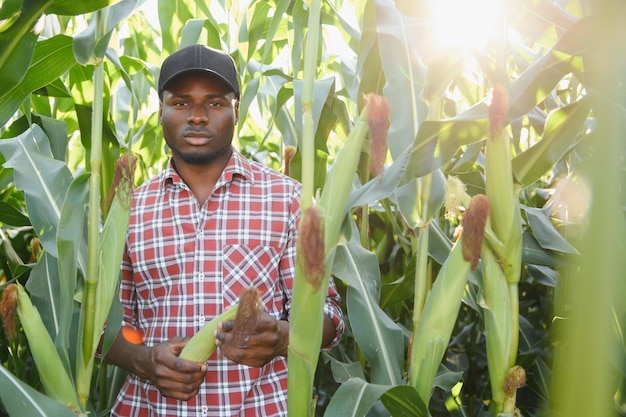 Junger, gutaussehender afroamerikanischer Bauer oder Agronom inspiziert die Maisernte