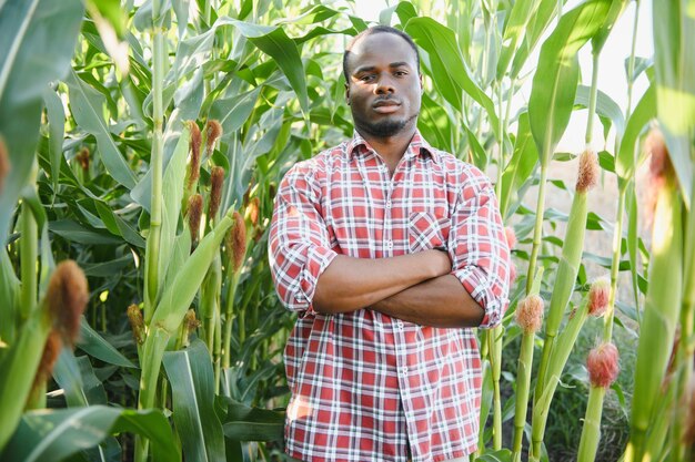 Junger, gutaussehender afroamerikanischer Bauer oder Agronom inspiziert die Maisernte