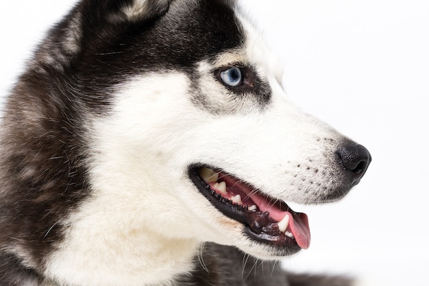 Junger heiserer Hund über weißer Wand