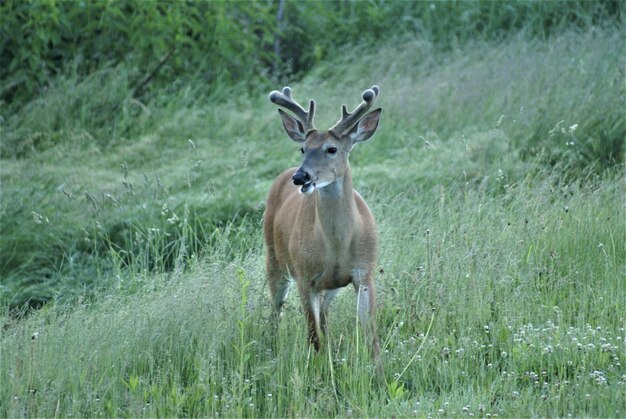 Foto junger hengst