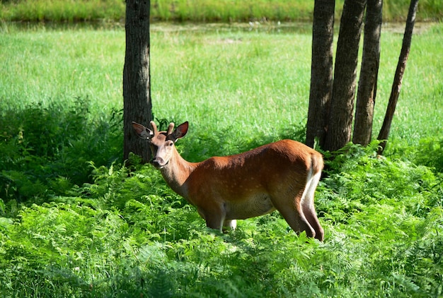 Junger Hirsch, der in freier Wildbahn spaziert