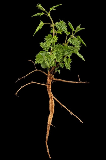 Junger Hopfenspross mit grünen Blättern und Wurzel isoliert auf schwarzem Hintergrund