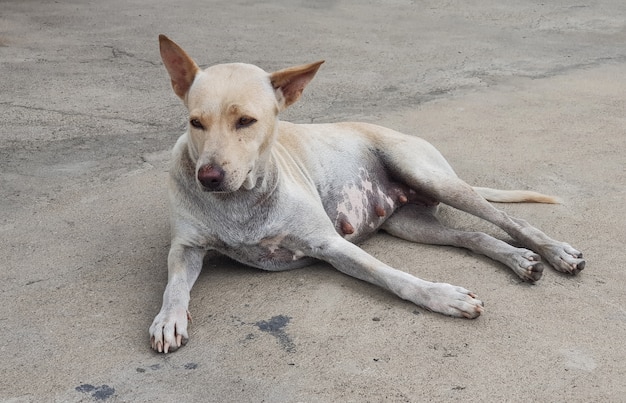 junger Hund, der auf der Straße wartet und sitzt