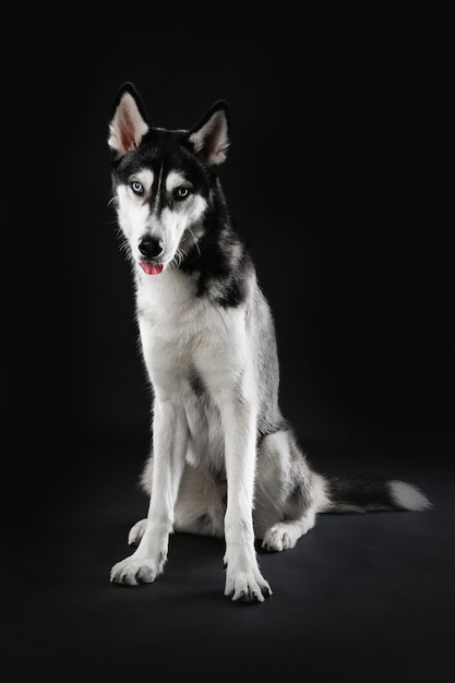 Junger Husky sitzt auf dunklem Hintergrund