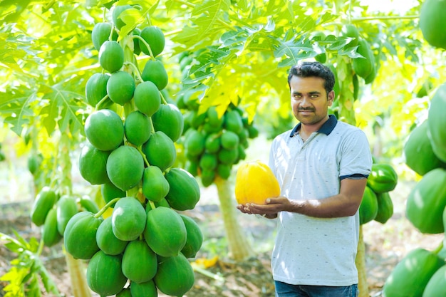 junger indischer Bauer am Papaya-Feld