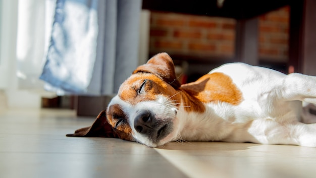 Junger Jack Russell Terrier Hund, der auf einem Boden im Raum nahe Fenster schläft.