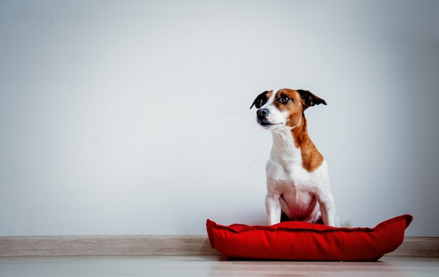 Junger Jack Russell Terrier Hund, der auf rotem Kissen auf Boden nahe weißer Wand zu Hause sitzt.