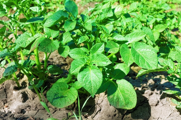 Junger Kartoffelbusch auf dem Boden in einem Feld.