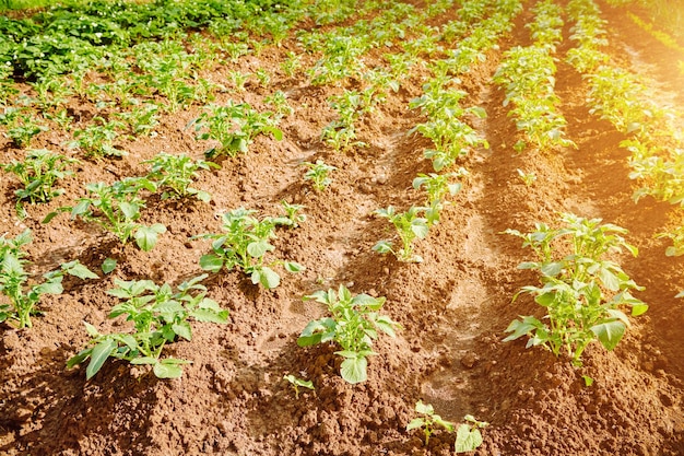 Junger Kartoffelbusch Junge Kartoffelpflanze, die auf dem Boden im Garten wächst Lebensmittellandwirtschaft Bio-Kartoffelanbau Selektiver Fokus