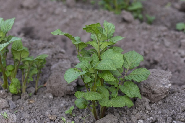 Junger Kartoffelsämling, der Sprosskartoffelanbau anbaut Büsche Sämlinge von Kartoffeln im Garten