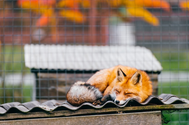 Junger kleiner reizender Welpenfuchs, der auf Zwingerdach im europäischen Zoo schläft