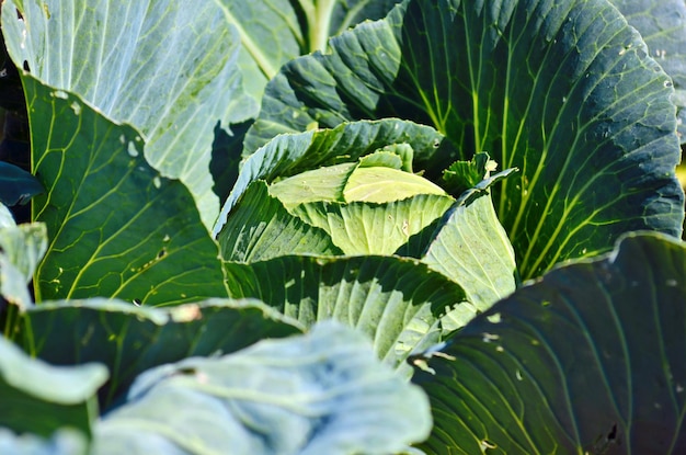 Junger Kohl, der im Garten wächst. Vorbereitung auf die Erntezeit. Gartenarbeit, Gemüseanbau zu Hause.