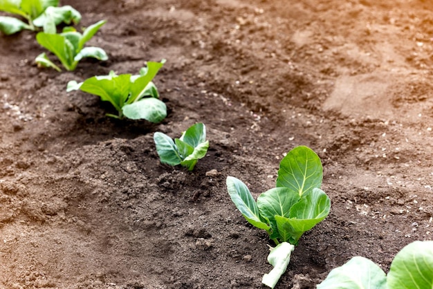 junger Kohl im Garten