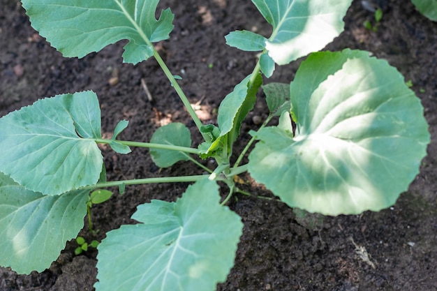 Junger Kohl wächst in einem Gartenbeet. Selektive Fokussierung