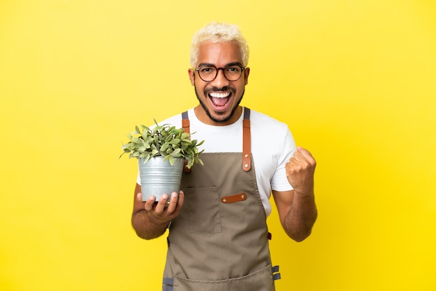 Junger kolumbianischer Mann, der eine Pflanze isoliert auf gelbem Hintergrund hält und einen Sieg in der Siegerposition feiert