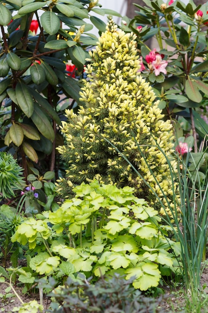 Junger Koniferenbaum im Garten