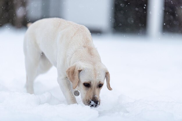 Junger Labrador geht mit der Nase nach unten näher an den Schnee. Folgt der Spur. Er schnüffelt neugierig