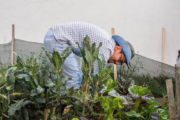 Junger lateinamerikanischer Bauer, der den Gartenboden säubert, umgeben von grünem Gemüse