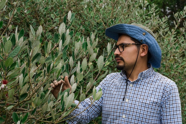 Junger lateinamerikanischer Mann mit Hut und Freizeithemd auf der Suche nach Früchten in einem Feijoa-Baum
