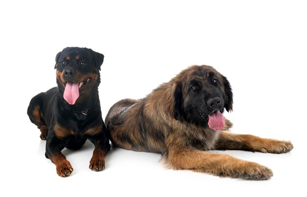 Junger Leonberger und Rottweiler vor weißem Hintergrund