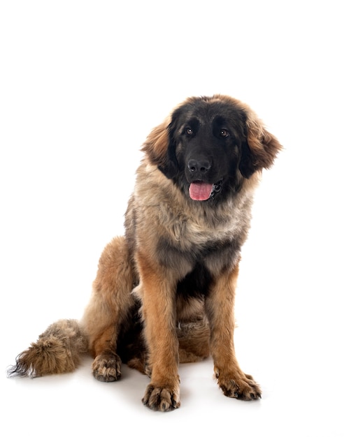 Junger Leonberger vor weißem Hintergrund