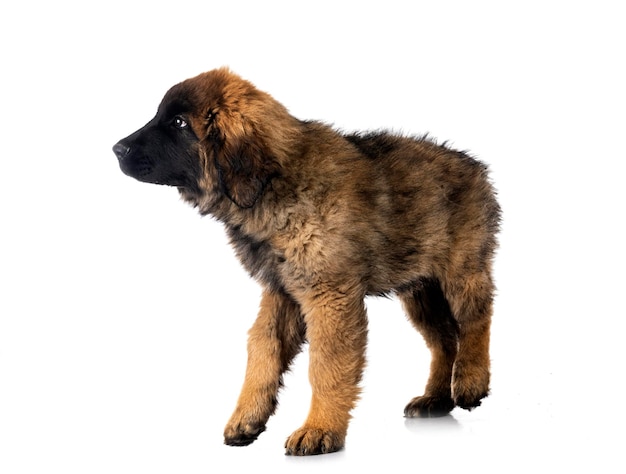 Junger Leonberger vor weißem Hintergrund