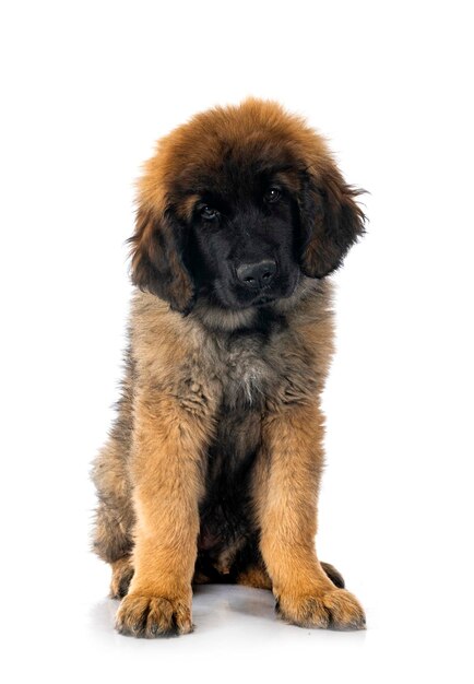 Junger Leonberger vor weißem Hintergrund