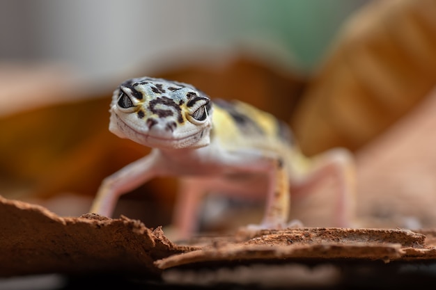 Junger Leopardgecko in der Natur
