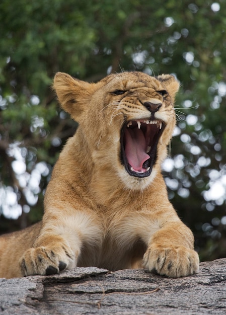 Junger Löwe gähnt. Lustige Ausdruck Maulkörbe. Savanne. Nationalpark. Kenia. Tansania. Masai Mara. Serengeti.